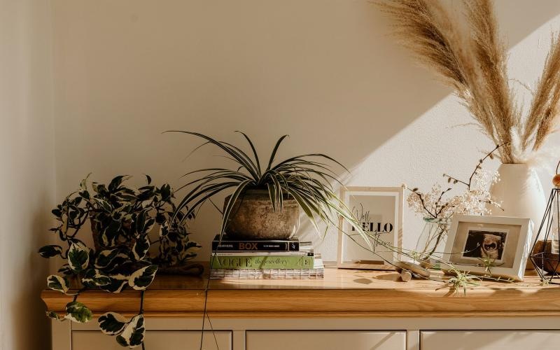 bureau top decorated with potted plants, books and framed pictures