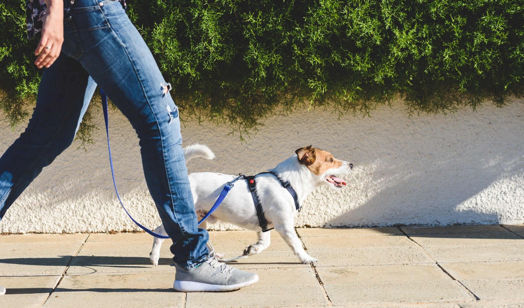 a person walking a dog